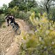 Marin-Alpine-Trail-E-83174